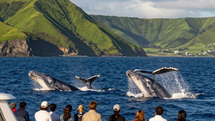 Whale Watching Azoren: Unvergessliche Walbeobachtung